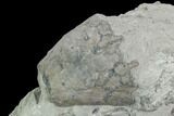 Fossil Crinoid (Eucalyptocrinus) Calyx on Rock - Indiana #127319-3